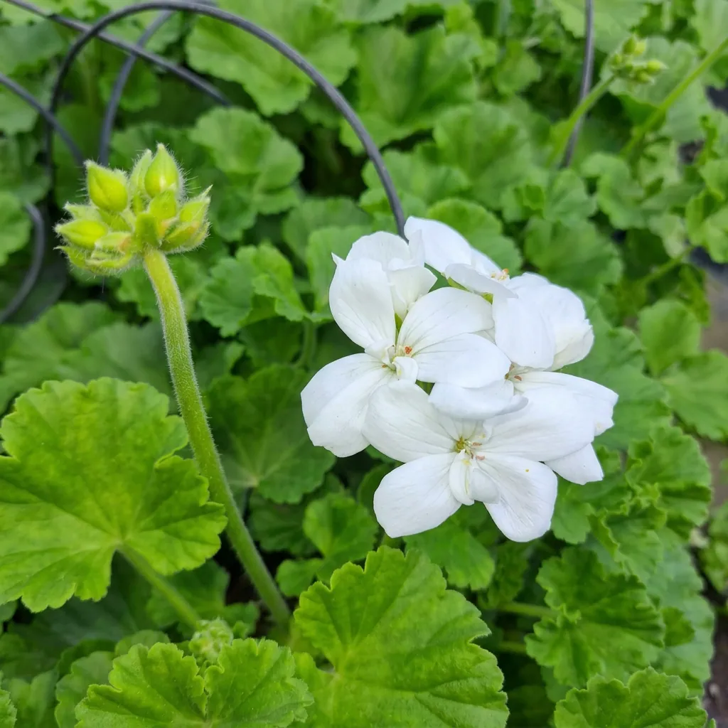 Fiori e piante fiorite — foto 9
