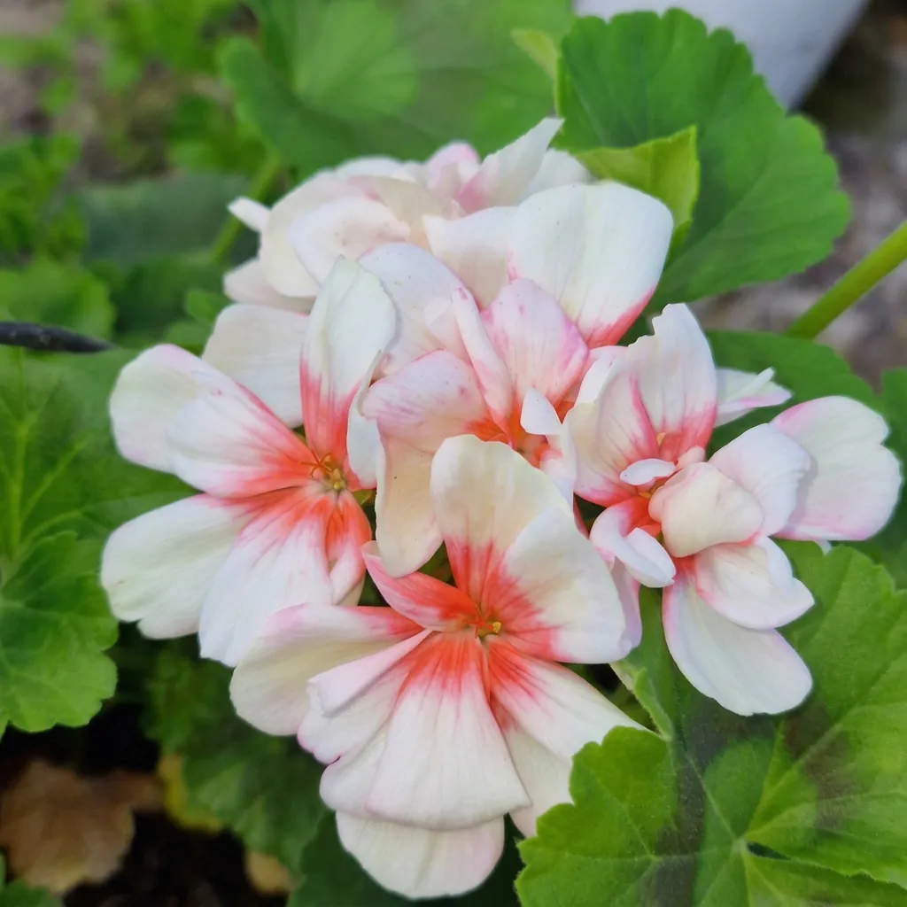 Fiori e piante fiorite — foto 8