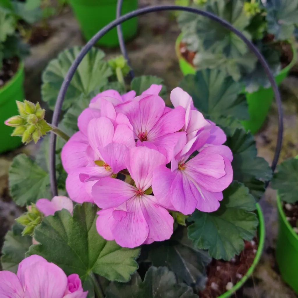 Fiori e piante fiorite — foto 7