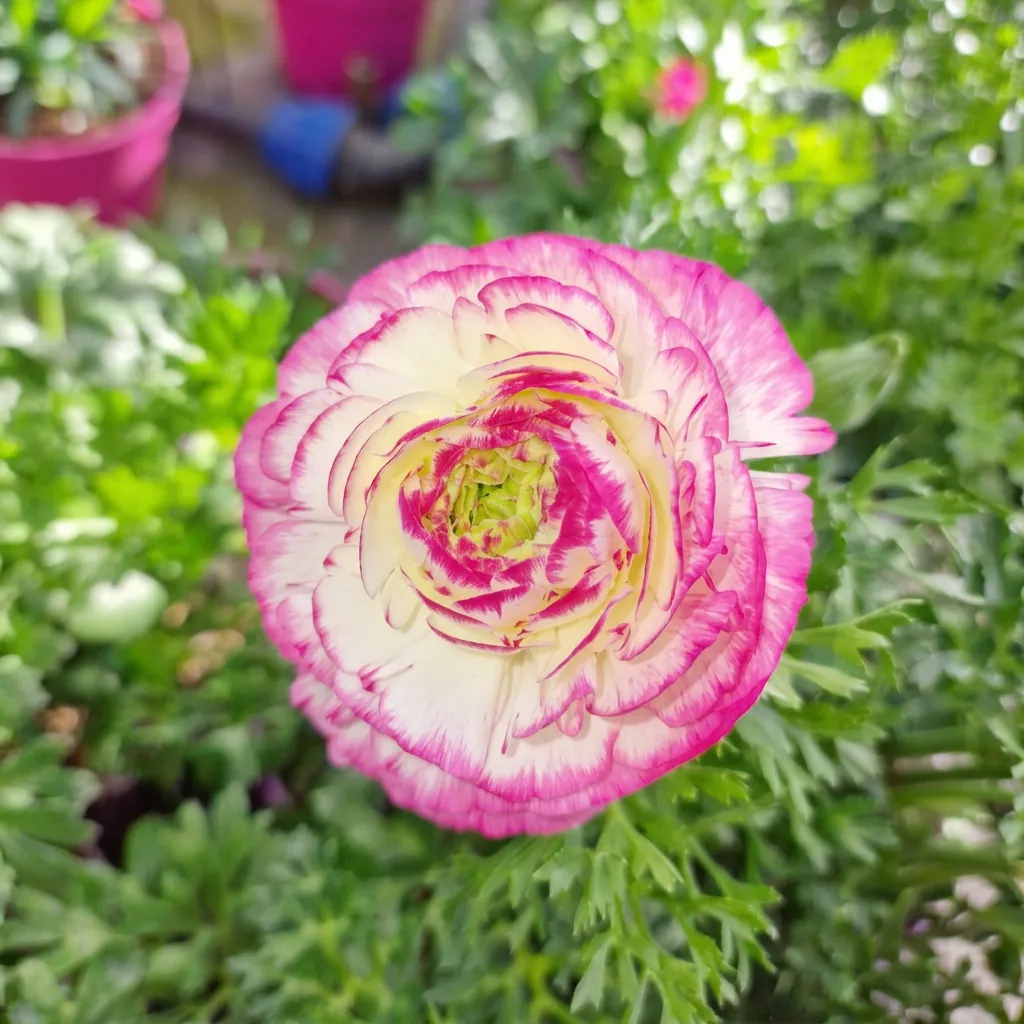 Fiori e piante fiorite — foto 5