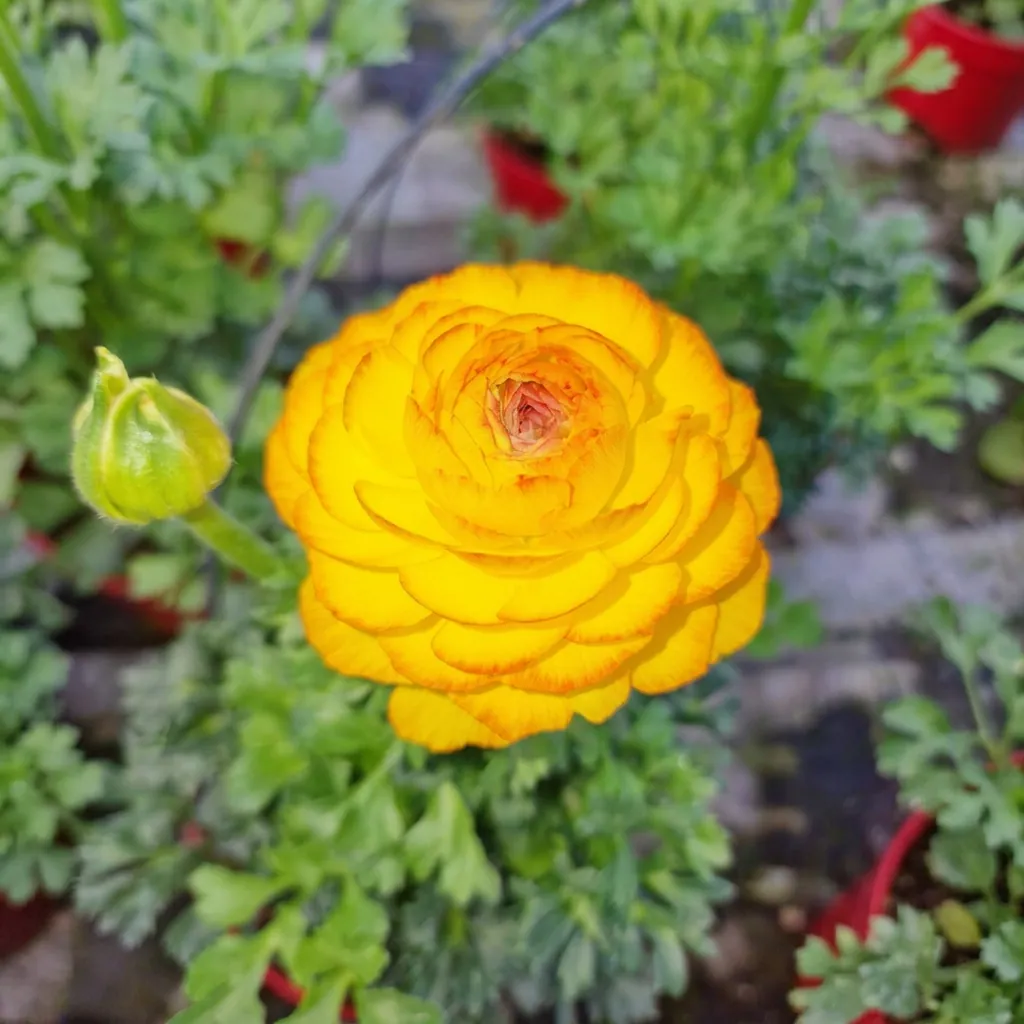 Fiori e piante fiorite — foto 2