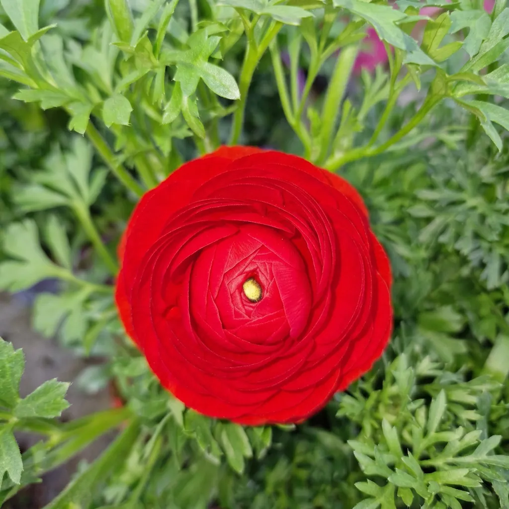 Fiori e piante fiorite — foto 3