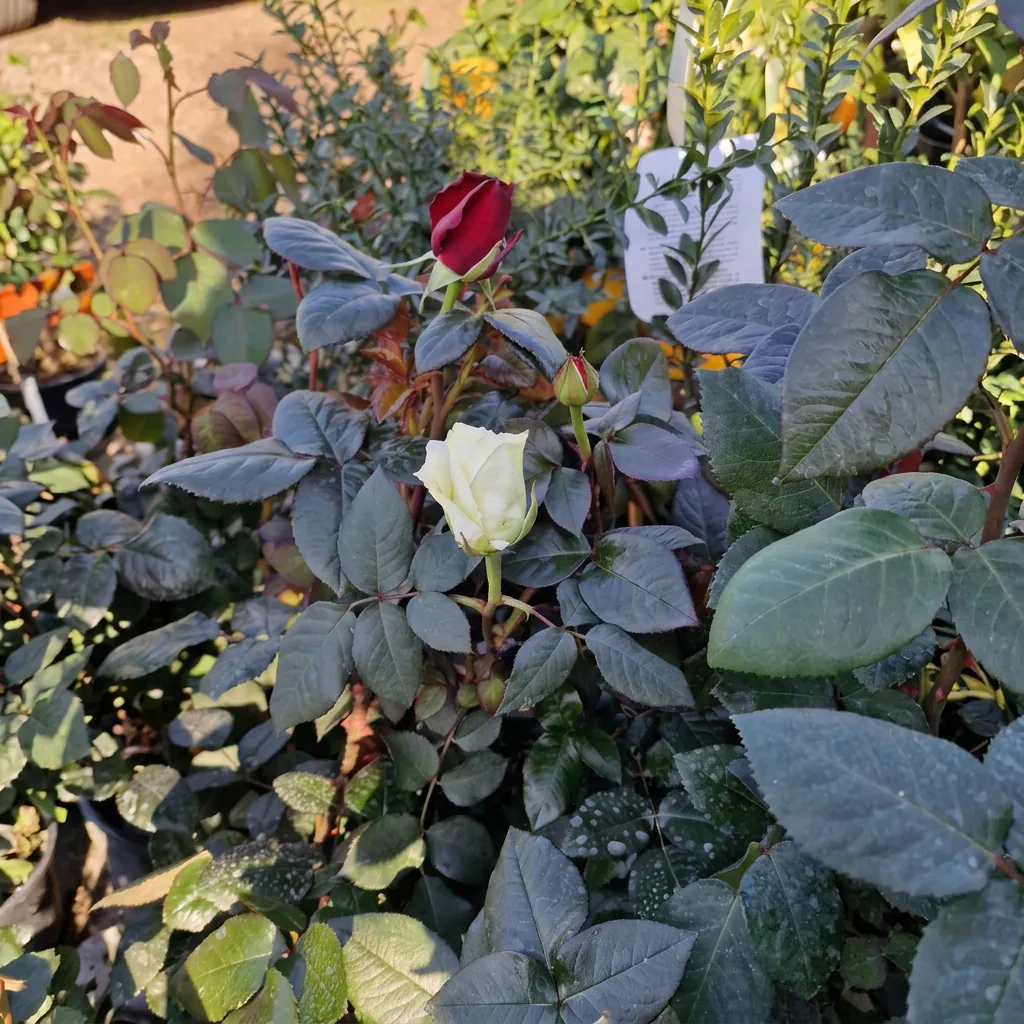 Fiori e piante fiorite — foto 17